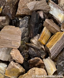 North Dakota petrified wood rough