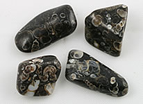 Turritella Agate