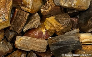 Madagascar Petrified Wood