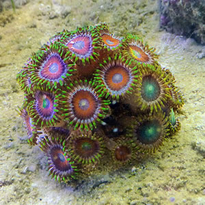 Petoskey stone coral