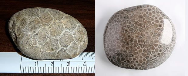 Petoskey stones