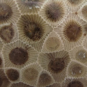 Polished petoskey stone up close