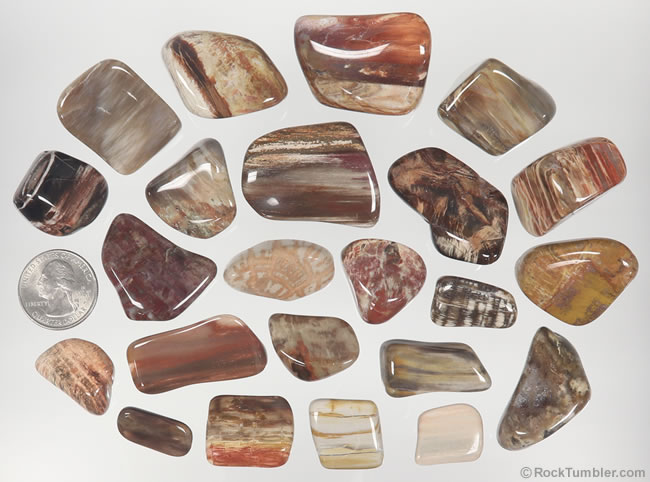 Polished Madagascar Petrified Wood